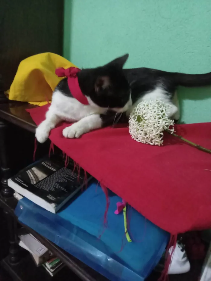 Gato ra a SRD-ViraLata idade 7 a 11 meses nome Frosie 