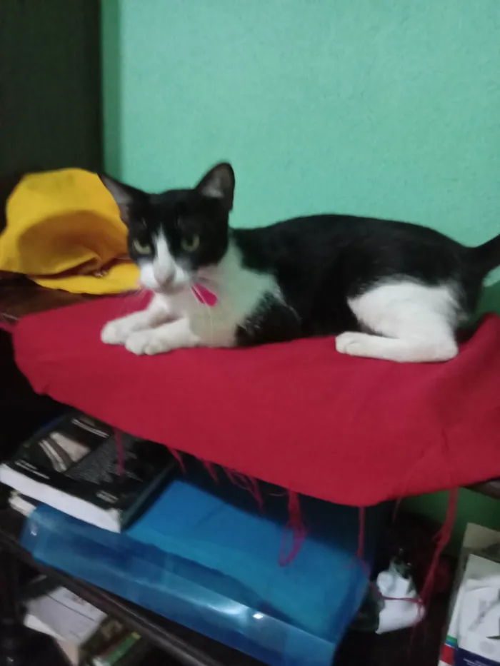 Gato ra a SRD-ViraLata idade 7 a 11 meses nome Frosie 