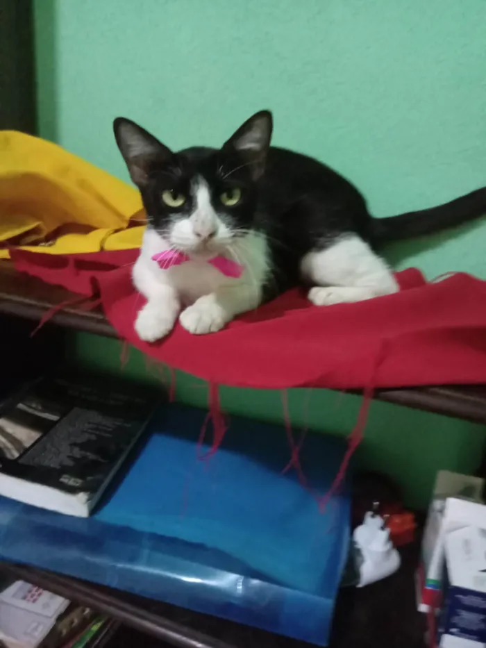 Gato ra a SRD-ViraLata idade 7 a 11 meses nome Frosie 