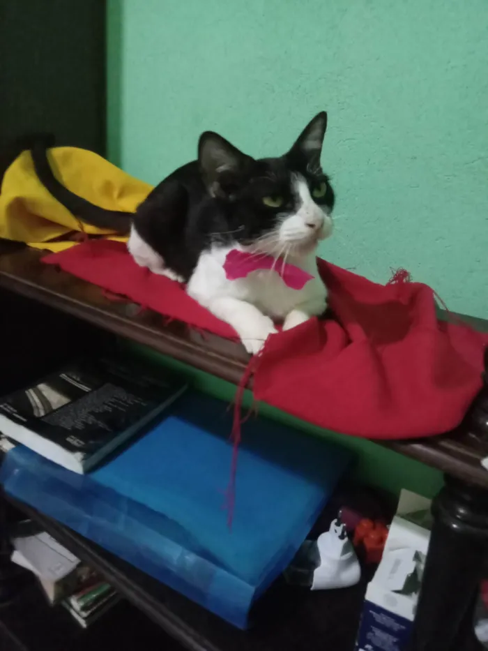 Gato ra a SRD-ViraLata idade 7 a 11 meses nome Frosie 