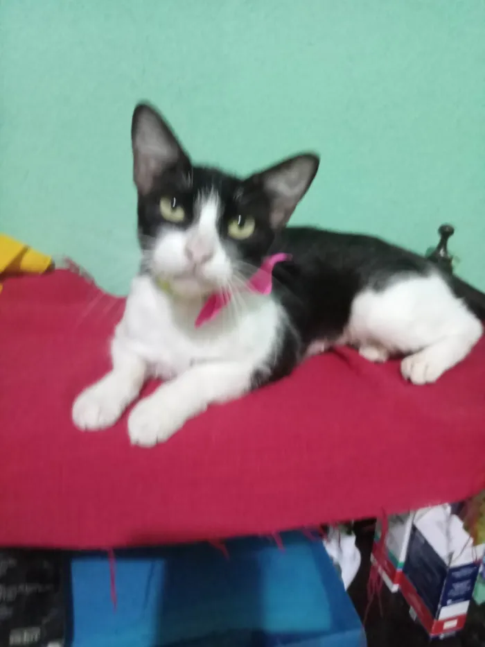 Gato ra a SRD-ViraLata idade 7 a 11 meses nome Frosie 