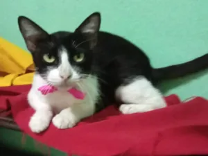 Gato raça SRD-ViraLata idade 7 a 11 meses nome Frosie 