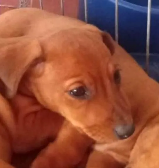 Cachorro ra a SRD-ViraLata idade 2 a 6 meses nome Léo 