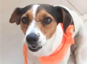 Cachorro raça SRD-ViraLata idade 2 a 6 meses nome Pipa 