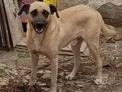 Cachorro ra a SRD-ViraLata idade 2 anos nome Junior 