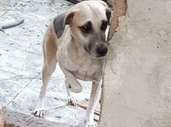 Cachorro ra a SRD-ViraLata idade 2 anos nome Menina