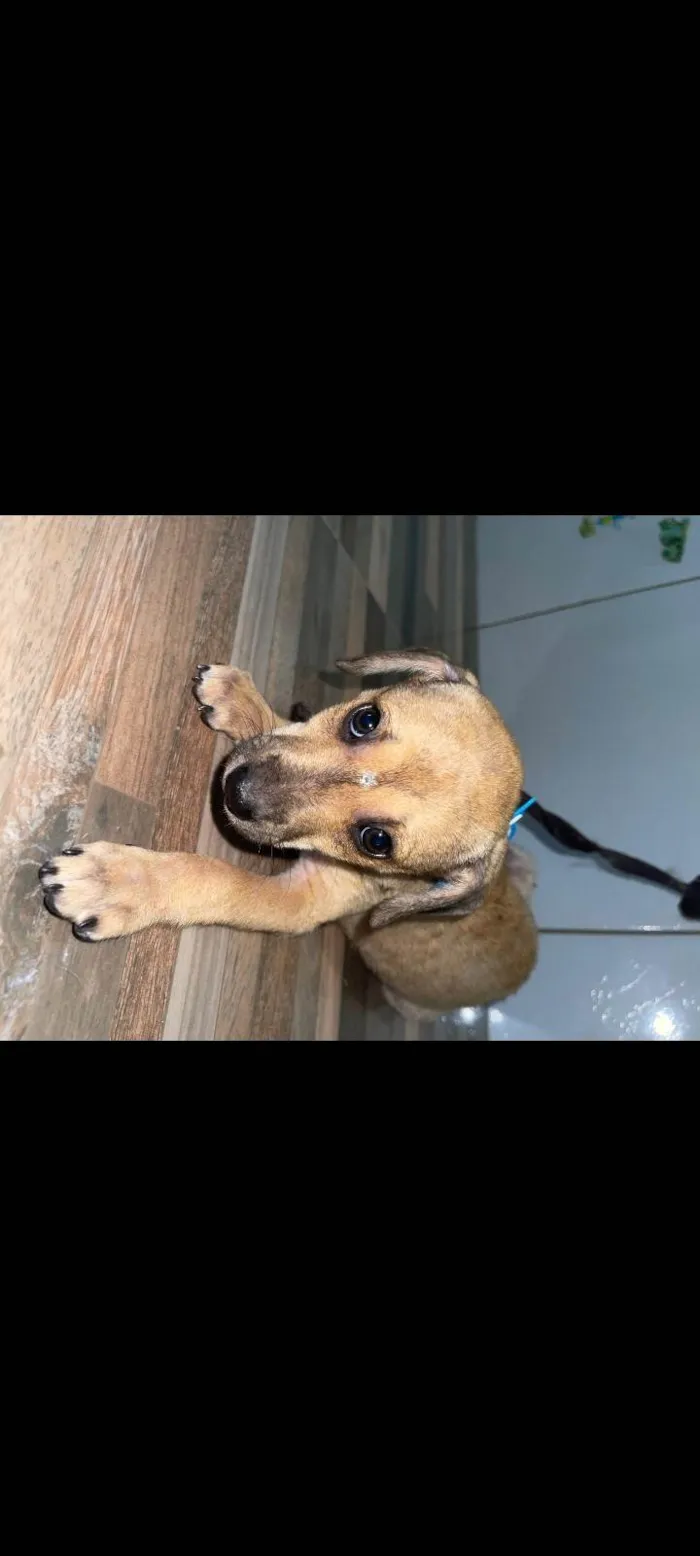 Cachorro ra a SRD-ViraLata idade 2 a 6 meses nome Princesa