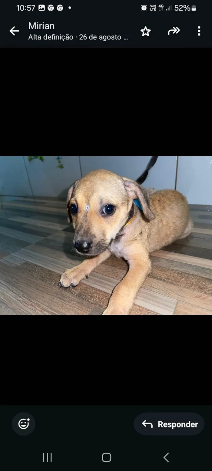 Cachorro ra a SRD-ViraLata idade 2 a 6 meses nome Princesa