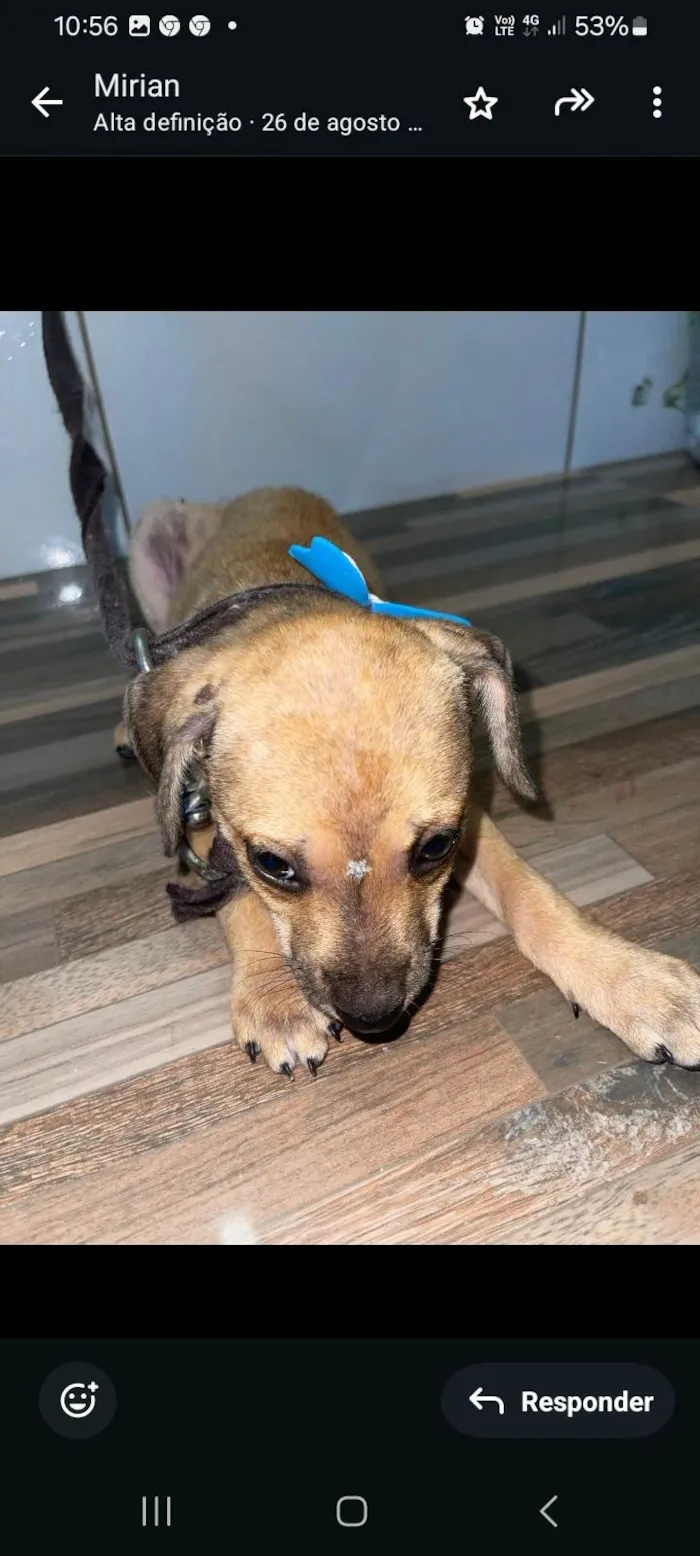 Cachorro ra a SRD-ViraLata idade 2 a 6 meses nome Princesa