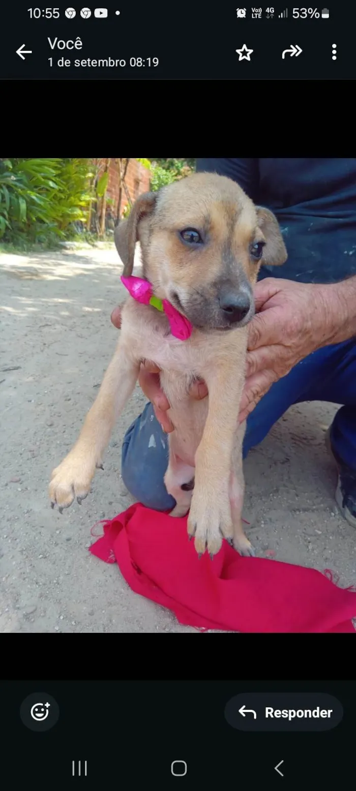 Cachorro ra a SRD-ViraLata idade 2 a 6 meses nome Princesa