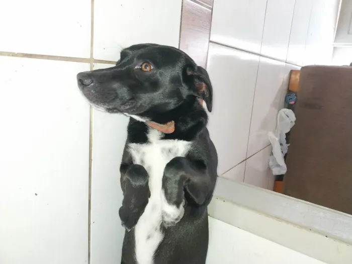 Cachorro ra a SRD-ViraLata idade 1 ano nome Perna Curta