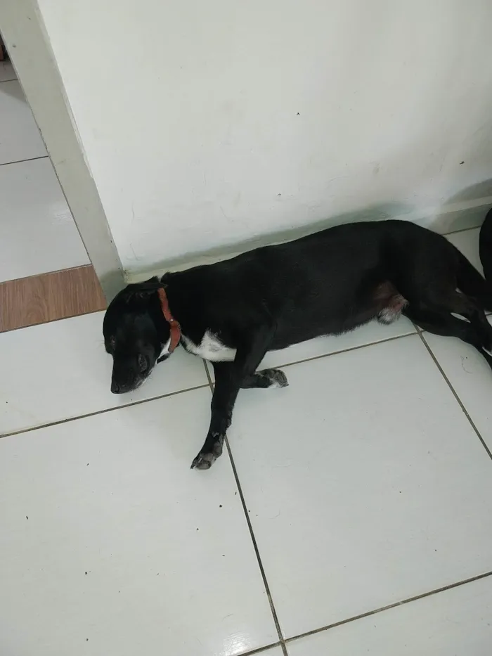 Cachorro ra a SRD-ViraLata idade 1 ano nome Perna Curta