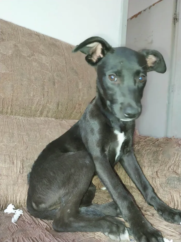 Cachorro ra a SRD-ViraLata idade 2 a 6 meses nome Meliça ( Mel )