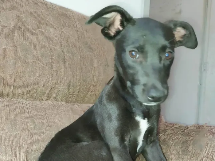 Cachorro ra a SRD-ViraLata idade 2 a 6 meses nome Meliça ( Mel )