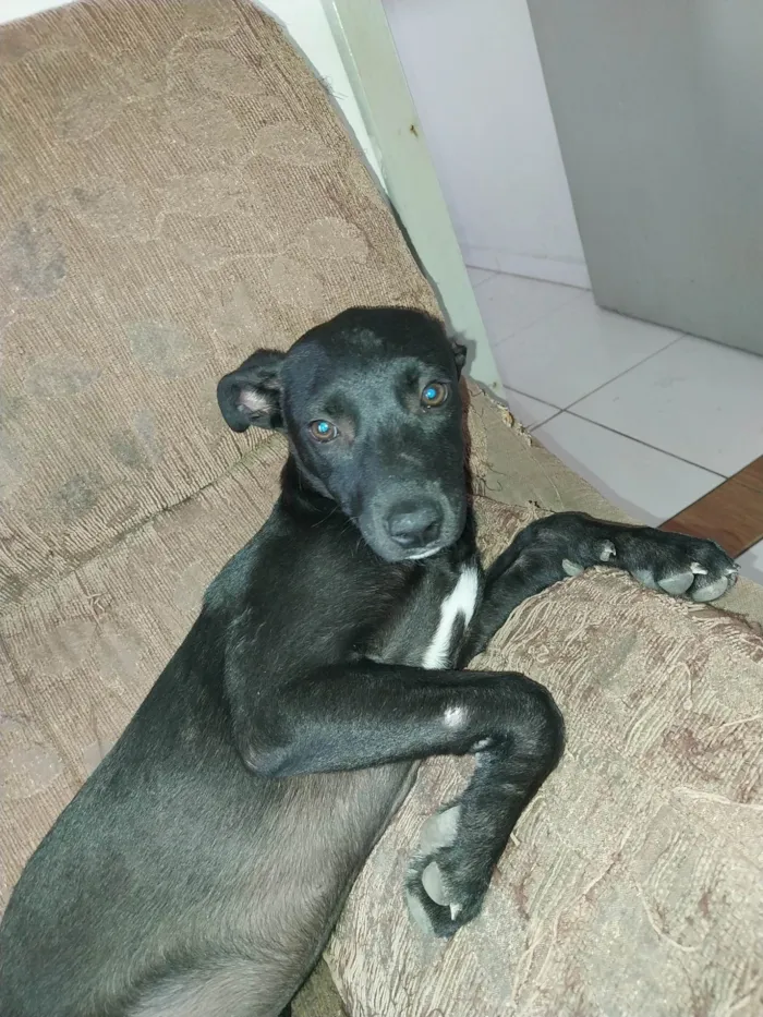 Cachorro ra a SRD-ViraLata idade 2 a 6 meses nome Pretinha