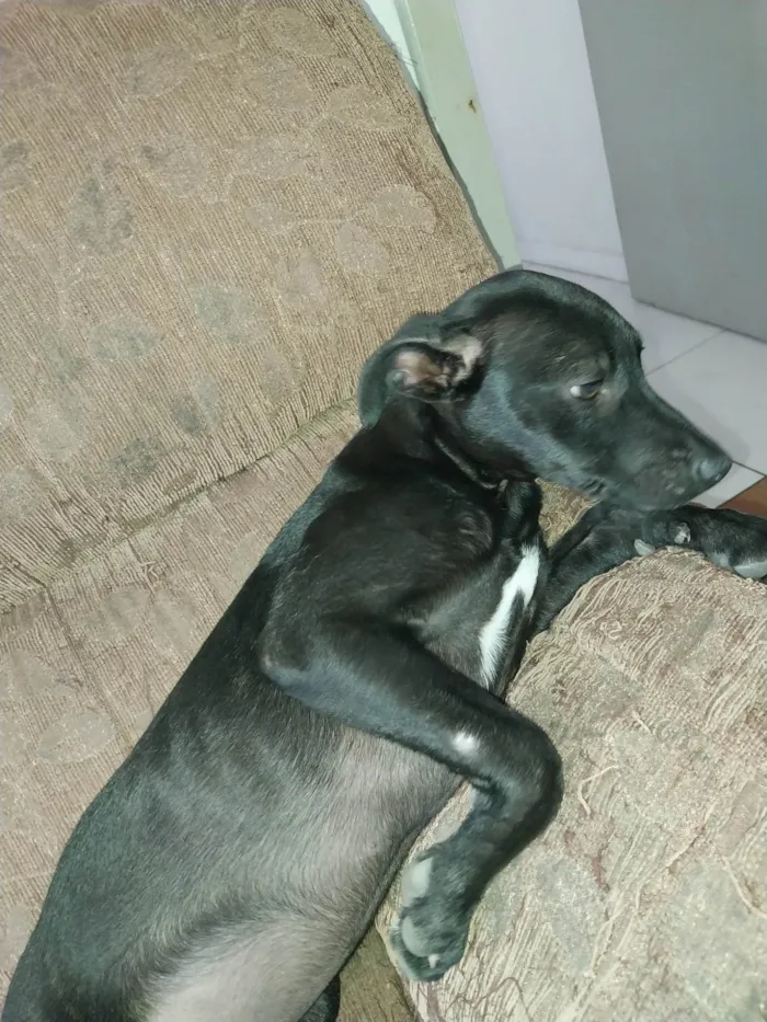 Cachorro ra a SRD-ViraLata idade 2 a 6 meses nome Pretinha