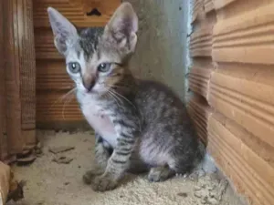 Gato raça SRD-ViraLata idade 2 a 6 meses nome Bebê 