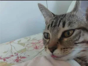 Gato raça SRD-ViraLata idade 1 ano nome Kakau 