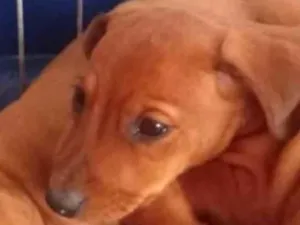 Cachorro raça SRD-ViraLata idade 2 a 6 meses nome Léo 