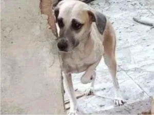 Cachorro raça SRD-ViraLata idade 2 anos nome Menina