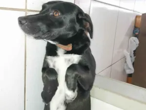 Cachorro raça SRD-ViraLata idade 1 ano nome Perna Curta