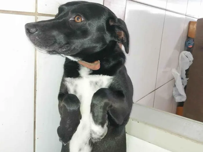 Cachorro ra a SRD-ViraLata idade 1 ano nome Perna Curta