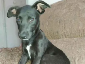 Cachorro raça SRD-ViraLata idade 2 a 6 meses nome Meliça ( Mel )