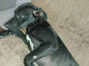 Cachorro raça SRD-ViraLata idade 2 a 6 meses nome Pretinha