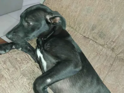 Cachorro raça SRD-ViraLata idade 2 a 6 meses nome Pretinha