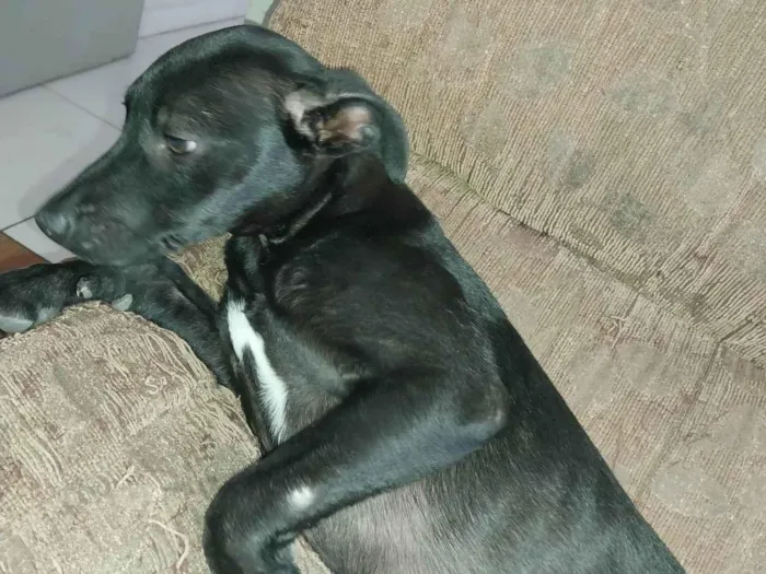 Cachorro ra a SRD-ViraLata idade 2 a 6 meses nome Pretinha