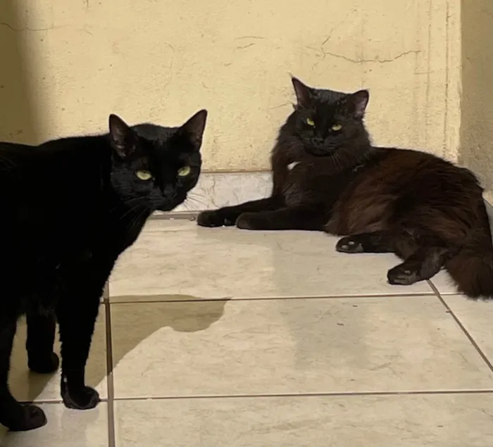 Gato ra a SRD-ViraLata idade 2 anos nome Kali e ravi