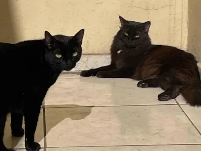 Gato raça SRD-ViraLata idade 2 anos nome Kali e ravi