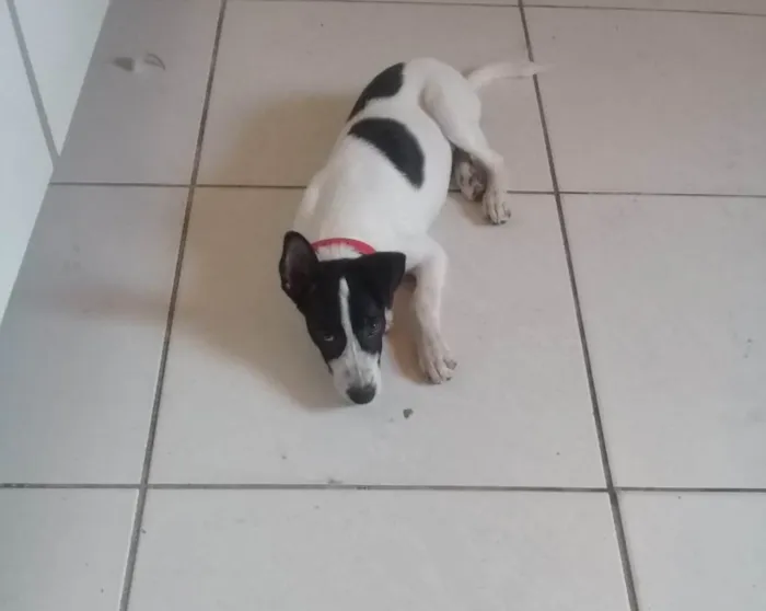 Cachorro ra a SRD-ViraLata idade 2 anos nome Dimo