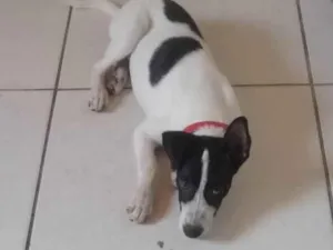 Cachorro raça SRD-ViraLata idade 2 anos nome Dimo