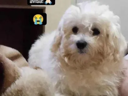 Cachorro raça Poodle idade 5 anos nome Teddy