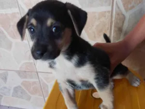 Cachorro raça SRD-ViraLata idade 2 a 6 meses nome Michel 