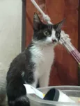 Doação de uma gata 