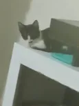 Doação de uma gata 