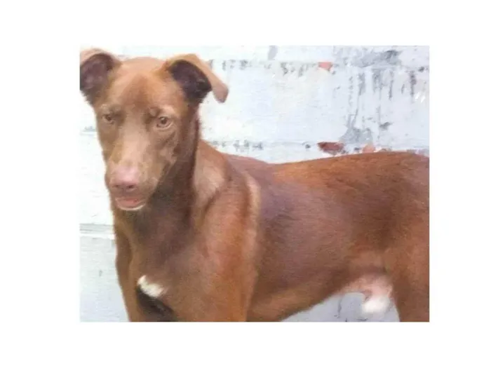 Cachorro ra a SRD-ViraLata idade 1 ano nome LUCKY