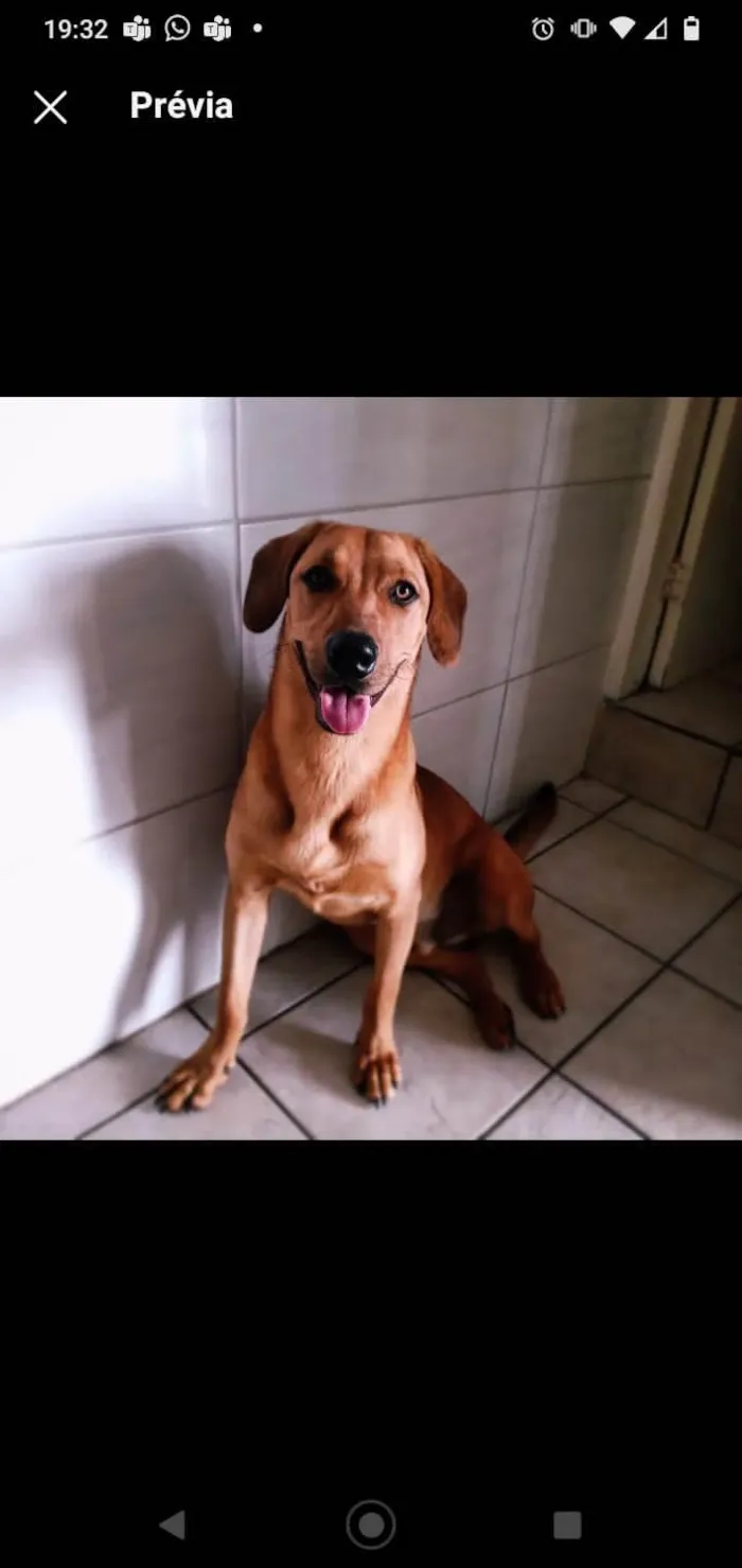 Cachorro ra a SRD-ViraLata idade 1 ano nome Daniel Reagan 