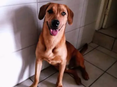 Cachorro raça SRD-ViraLata idade 1 ano nome Daniel Reagan 