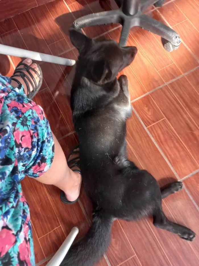 Cachorro ra a SRD-ViraLata idade 1 ano nome Diana