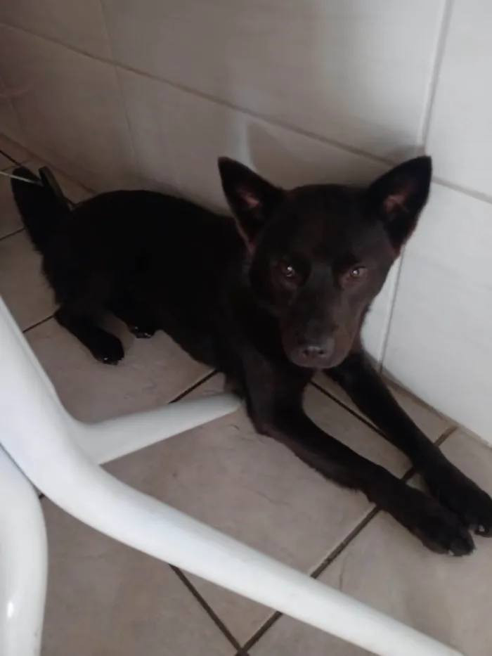 Cachorro ra a SRD-ViraLata idade 1 ano nome Diana