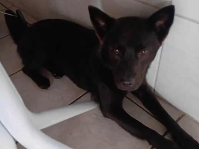 Cachorro ra a SRD-ViraLata idade 1 ano nome Diana