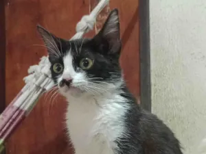 Gato raça SRD-ViraLata idade 7 a 11 meses nome Doação de uma gata 