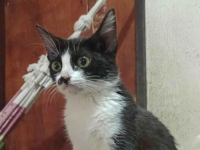 Gato ra a SRD-ViraLata idade 7 a 11 meses nome Doação de uma gata 