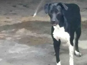 Cachorro raça SRD-ViraLata idade 1 ano nome JUNIOR