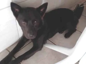 Cachorro raça SRD-ViraLata idade 1 ano nome Diana
