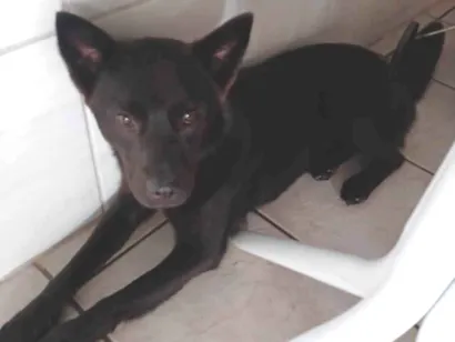 Cachorro raça SRD-ViraLata idade 1 ano nome Diana