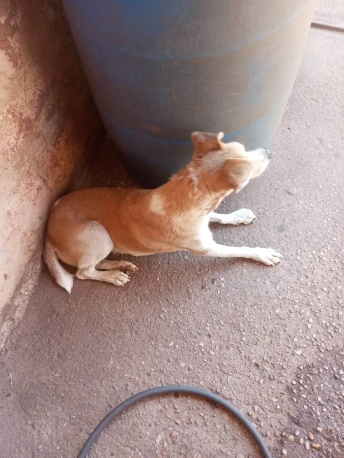 Cachorro ra a SRD-ViraLata idade 5 anos nome Duqua